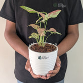 Syngonium Strawberry milk, with 5.5 inches white decor pot